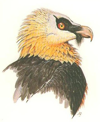 Icône Gypaète
